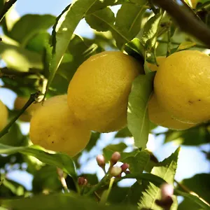 Bed & Breakfast Il Giardino Di Gabri, Rome